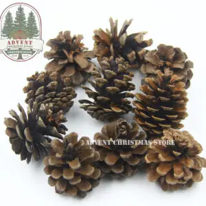 Pinecones