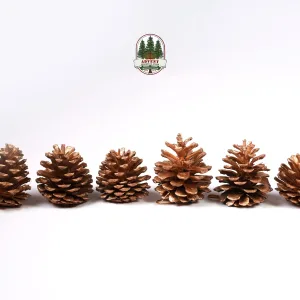 GOLD COLOURED PINECONES [ PACK OF 6]